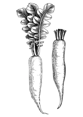 Fresh daikon radish sketch. Garden vegetable drawing. Organic green food plant. Root vegetable composition of two hand-sketched daikon plants. Vector illustration of raw cultivated radish